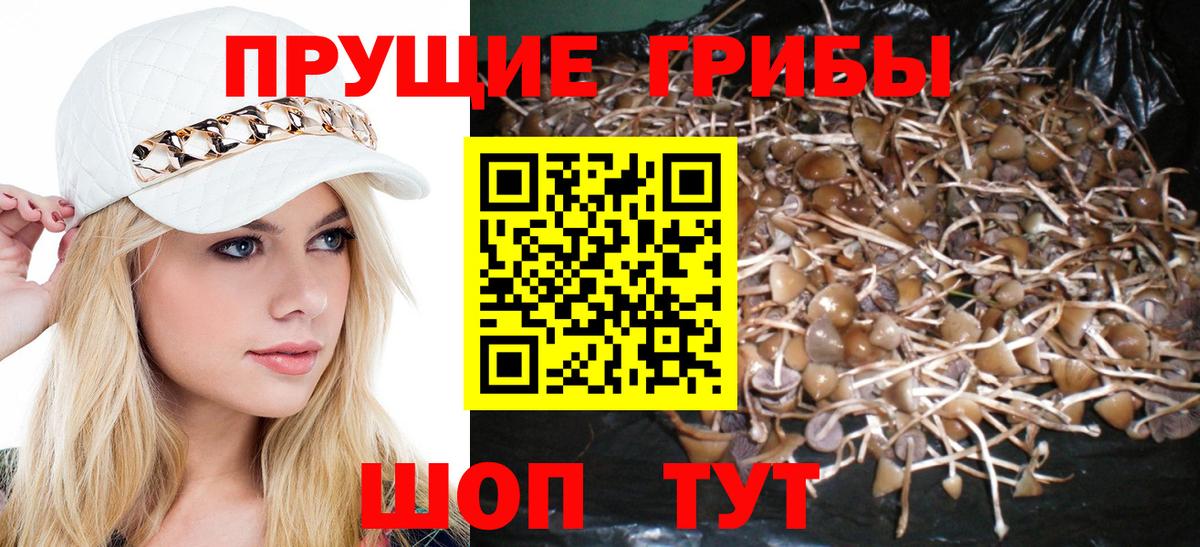 Галлюциногенные грибы мухоморы  Галлюциногенные грибы Psilocybe  Вятские Поляны 